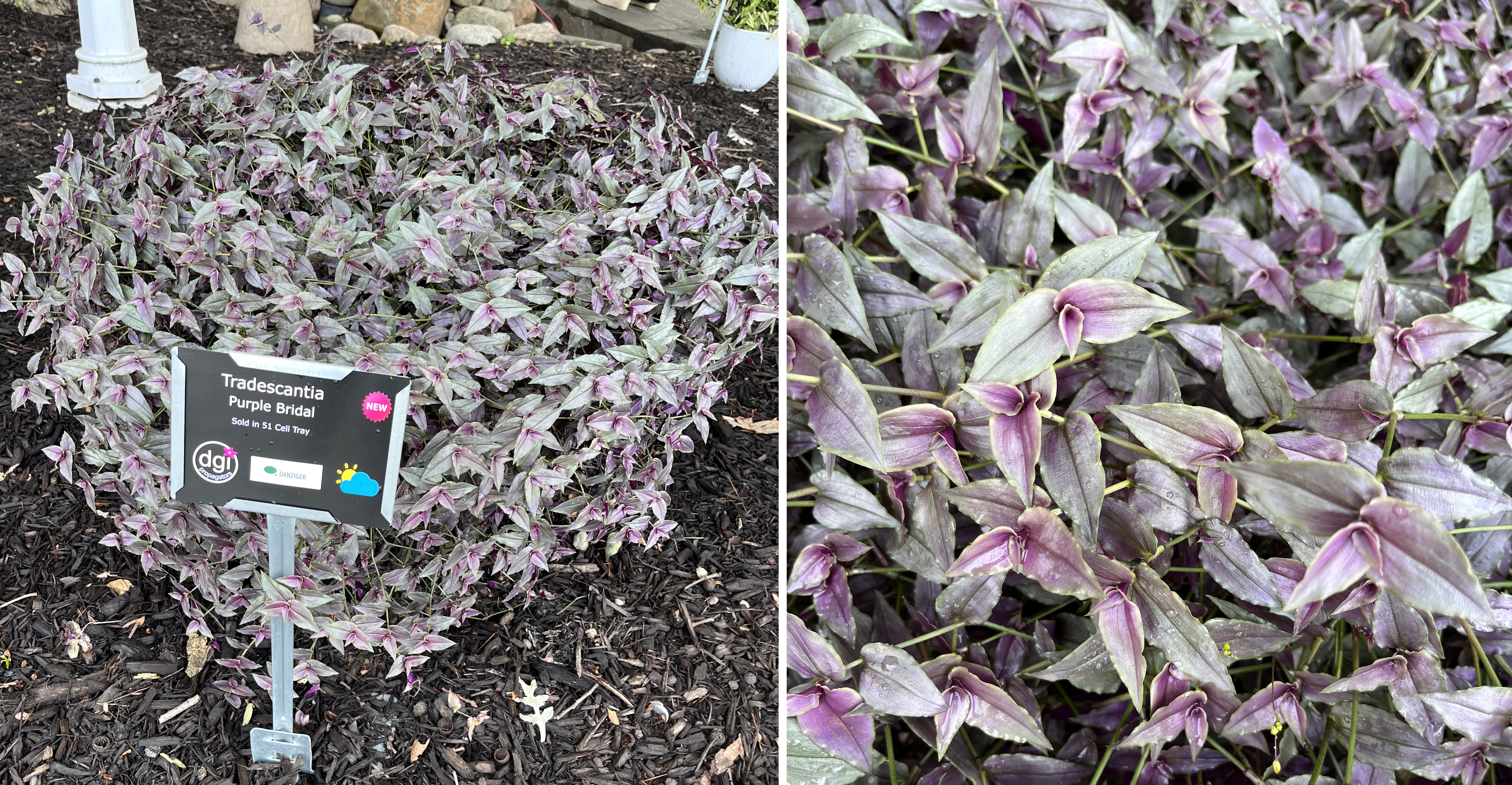 Two views of Tradescantia ‘Purple Bridal.’ The left shows a rounded container overflowing with trailing foliage in silvery-green and purple hues. The right provides a close-up of the pointed leaves with a mix of lavender and green coloring.